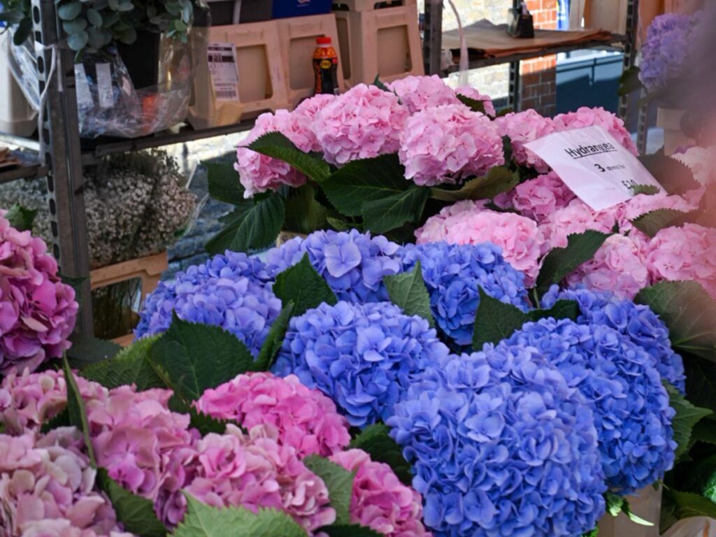 Vibrant blue and pink Hydrangeas on display at Shoreditch's Colombia Road Flower Market in London