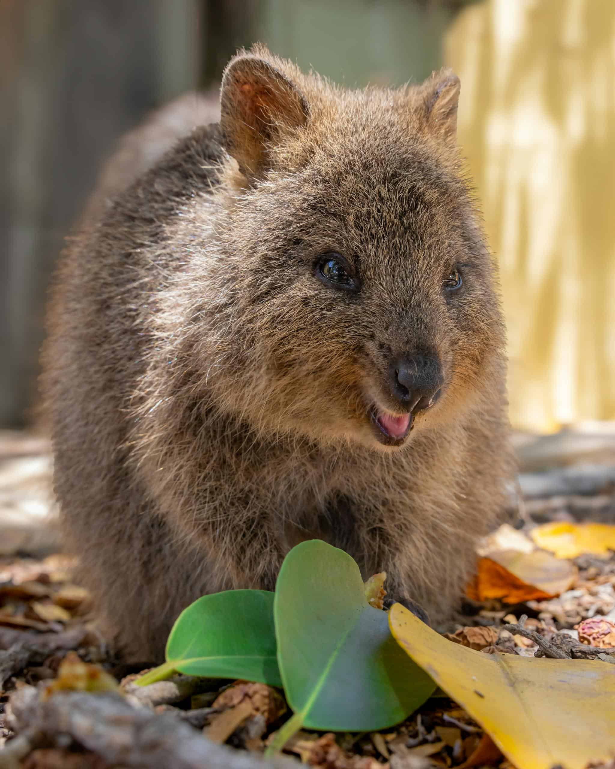 Close-up of a smiling quokka on Rottnest Island, Western Australia, showcasing its charm.