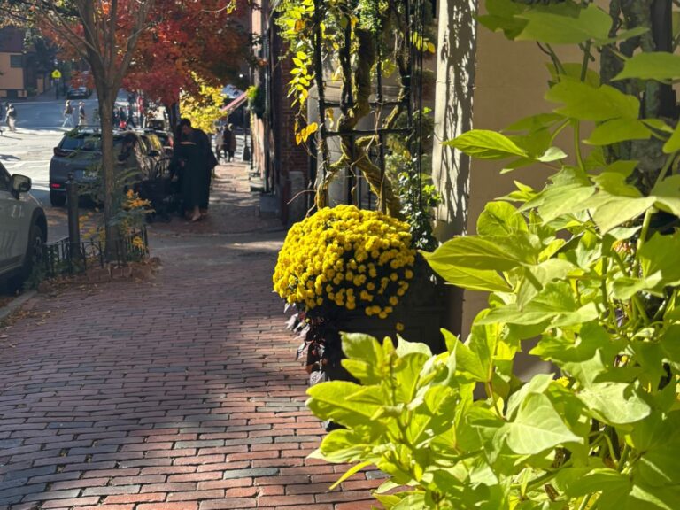 Beacon Hill side street in fall with yellow flowers in front of house.