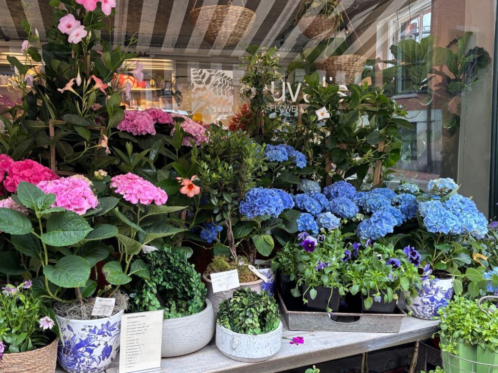 Floral window display with blue and pink hydrangeas outside a flower shop in beacon hill boston