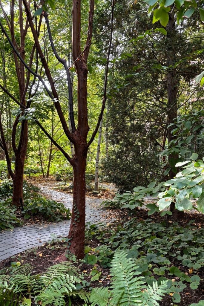 Exterior garden view at the Isabella Stewart Gardner Museum in Boston, showing a winding stone path through trees and autumn foliage.