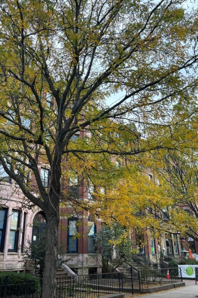 Newbury Street in Boston lined with historic brownstone buildings and vibrant fall foliage.