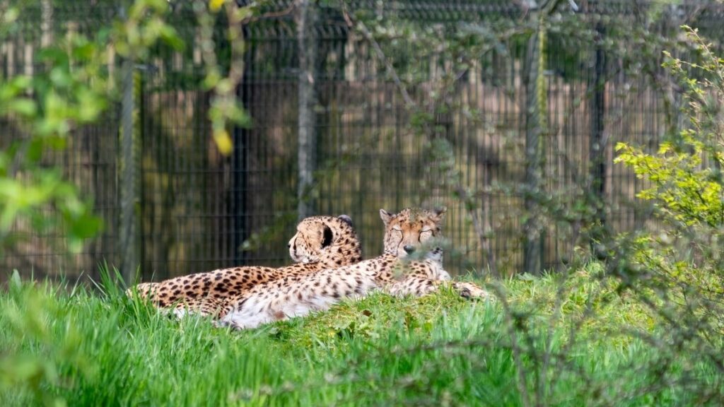Two leopards lying in their enclosure at Chester Zoo in Chester, England, one of the top things to do in Chester.